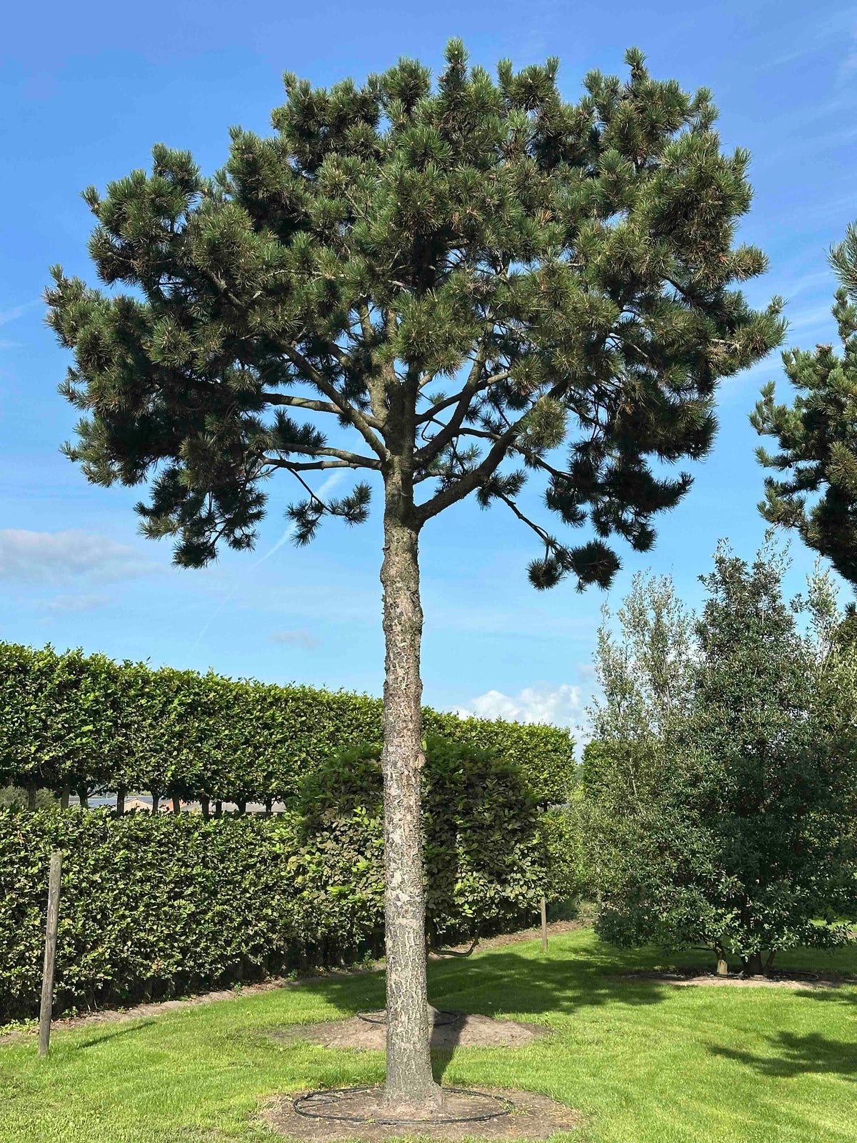 PU TREE #003