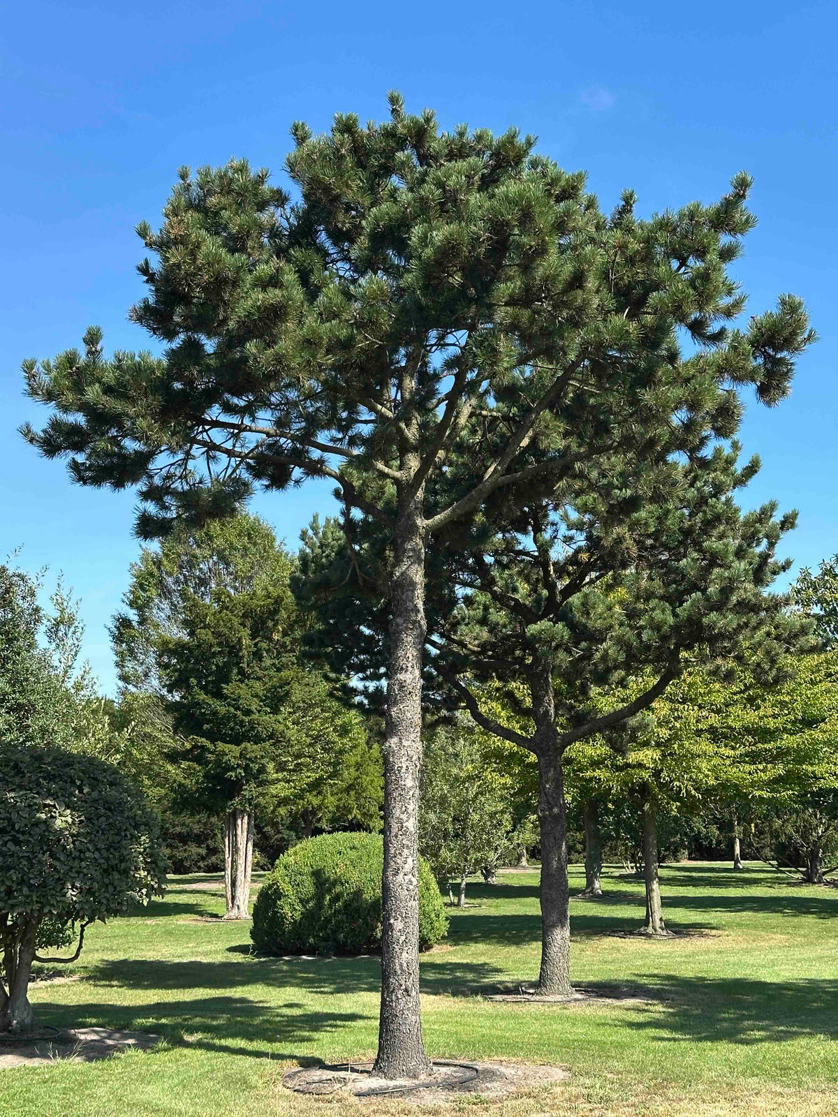 PU TREE #003