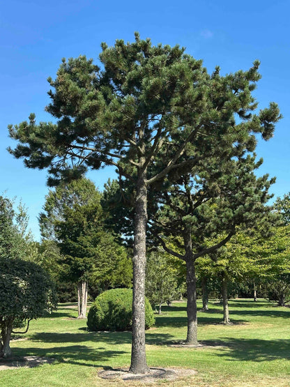 PU TREE #003