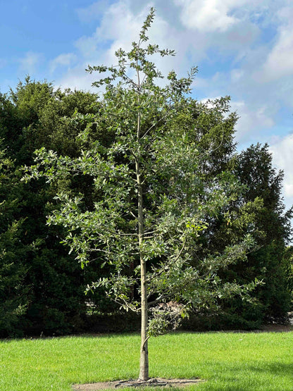 QR TREE #002