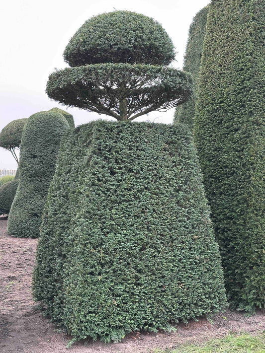 TB TOPIARY #157