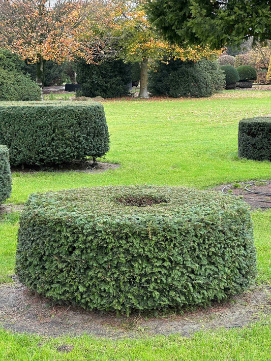 TB TOPIARY #271