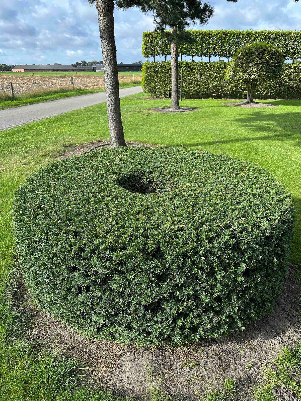 TB TOPIARY #271