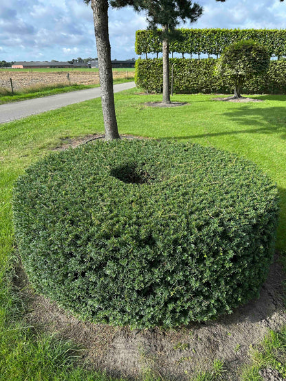 TB TOPIARY #271