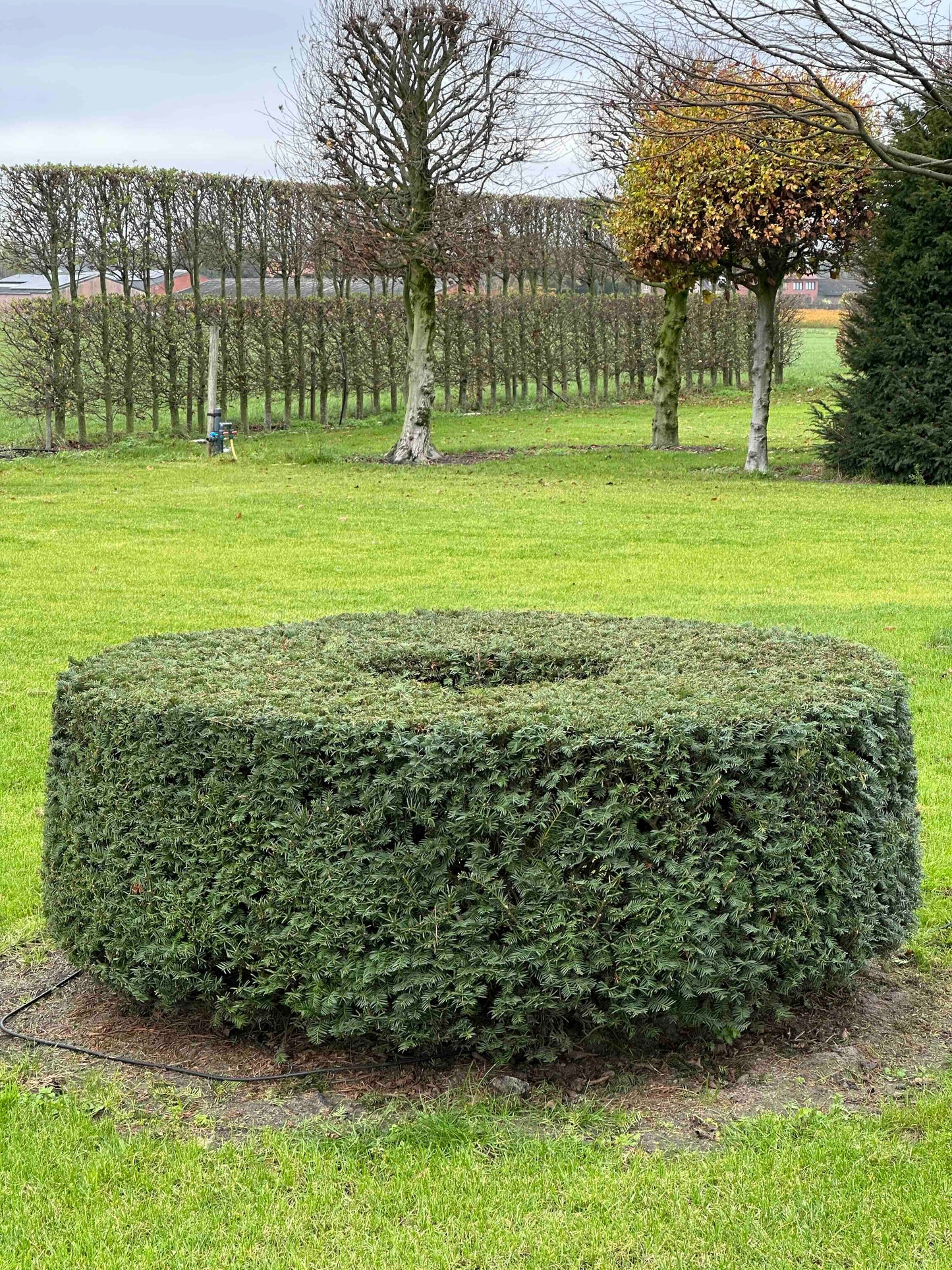 TB TOPIARY #272