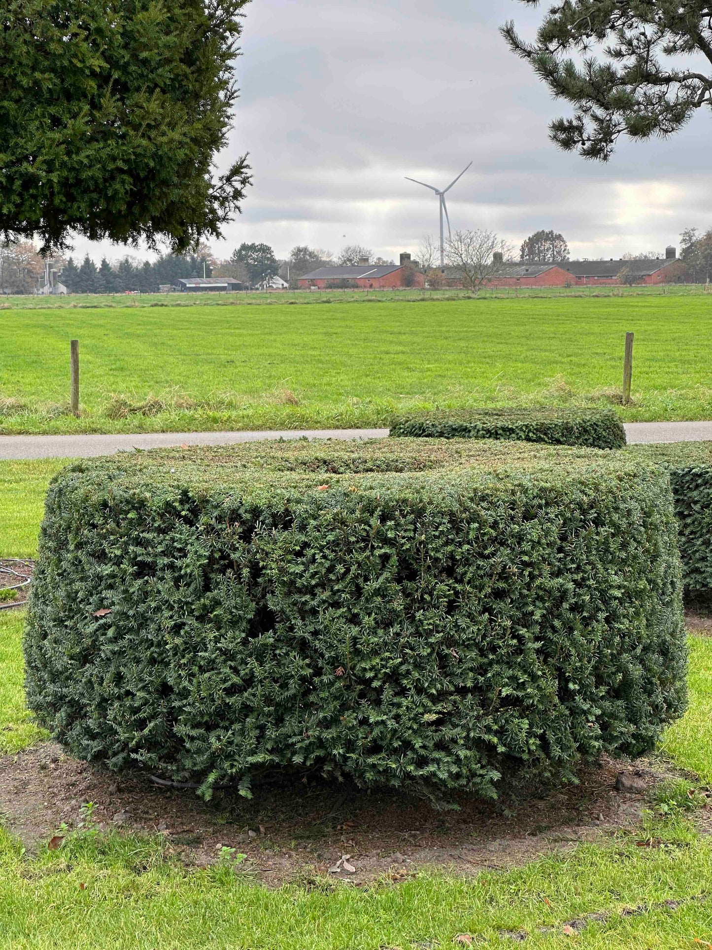 TB TOPIARY #273