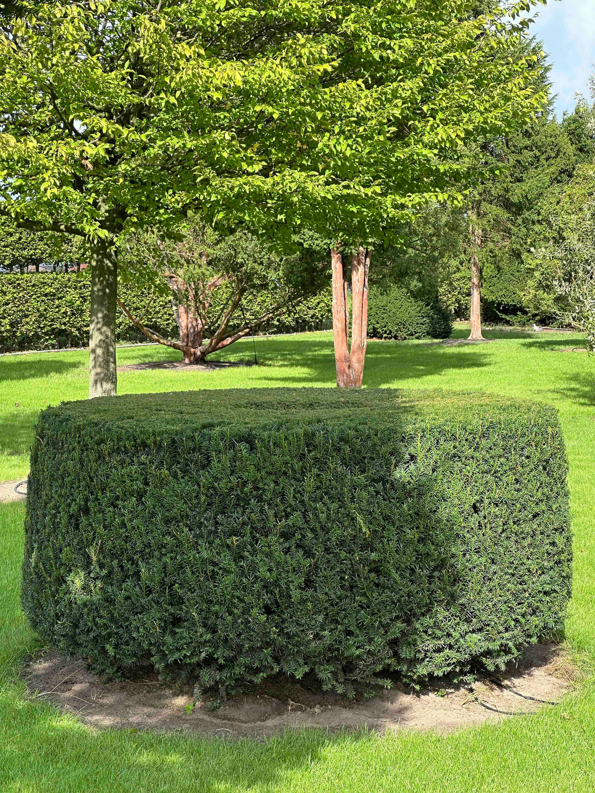 TB TOPIARY #273