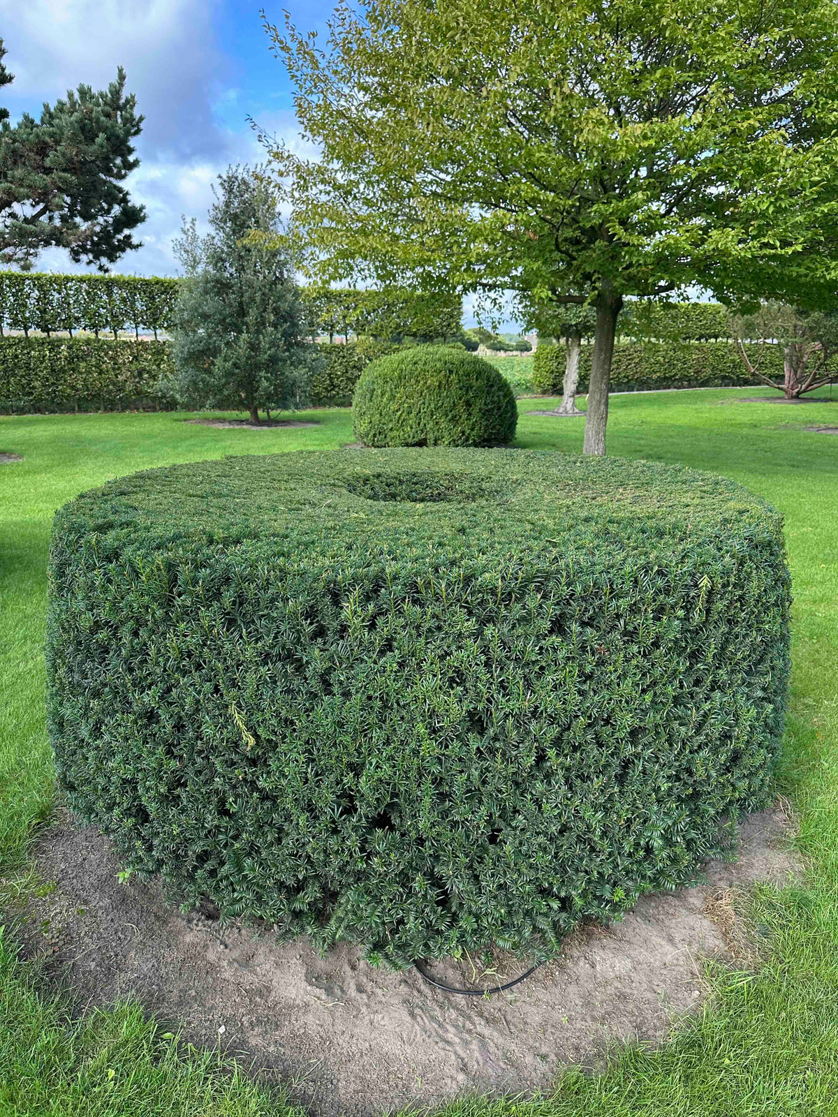 TB TOPIARY #273