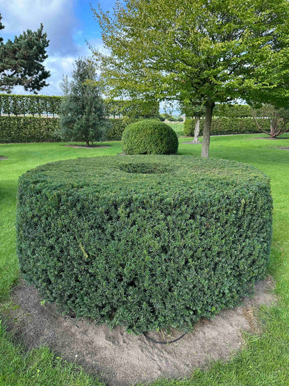 TB TOPIARY #273