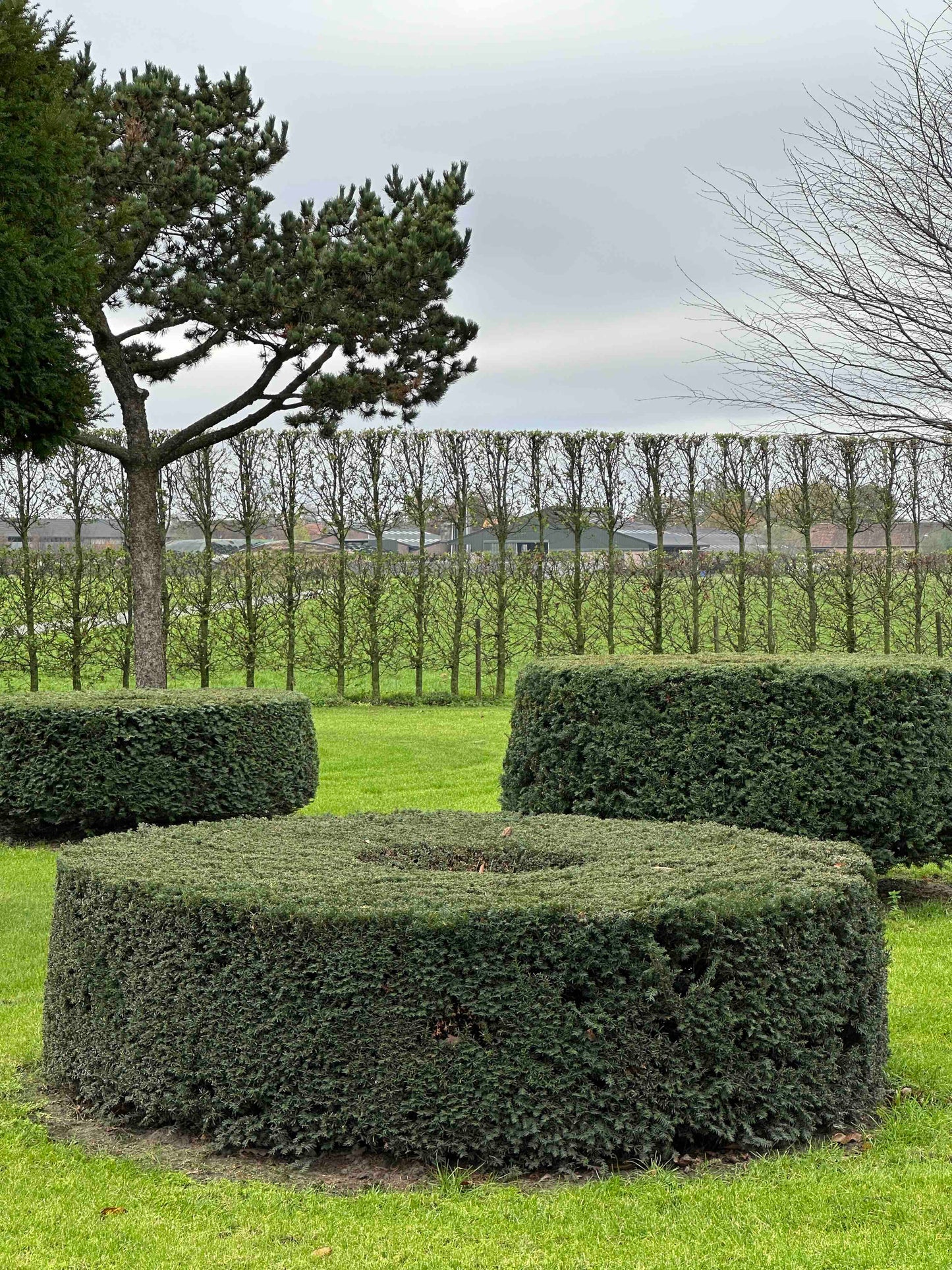 TB TOPIARY #274