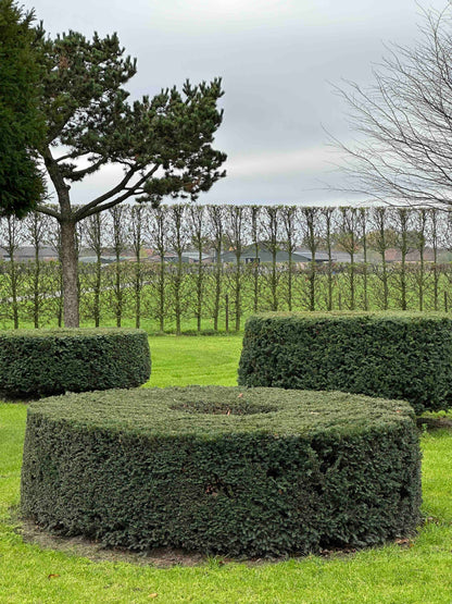 TB TOPIARY #274