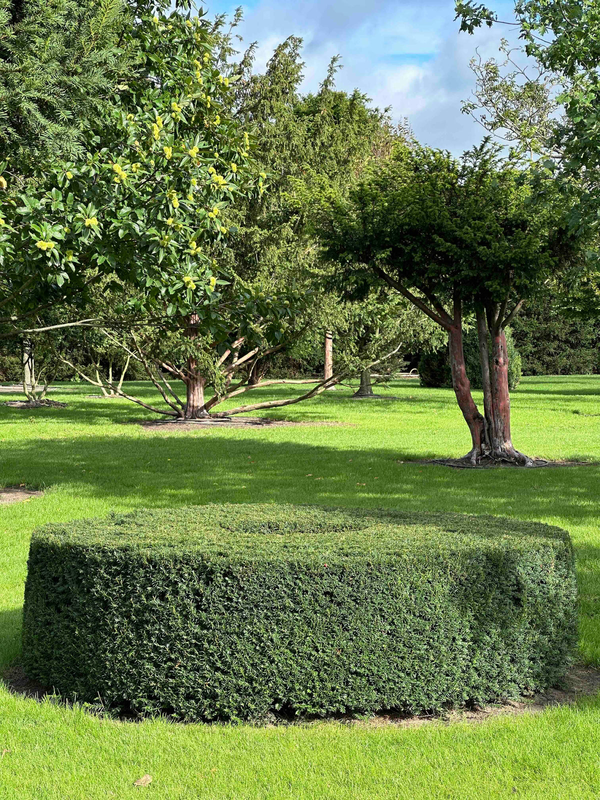 TB TOPIARY #274