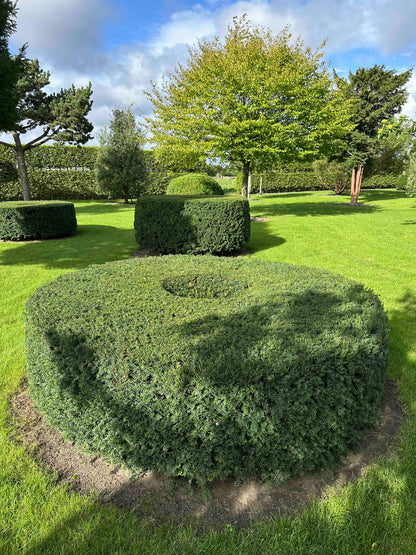 TB TOPIARY #274