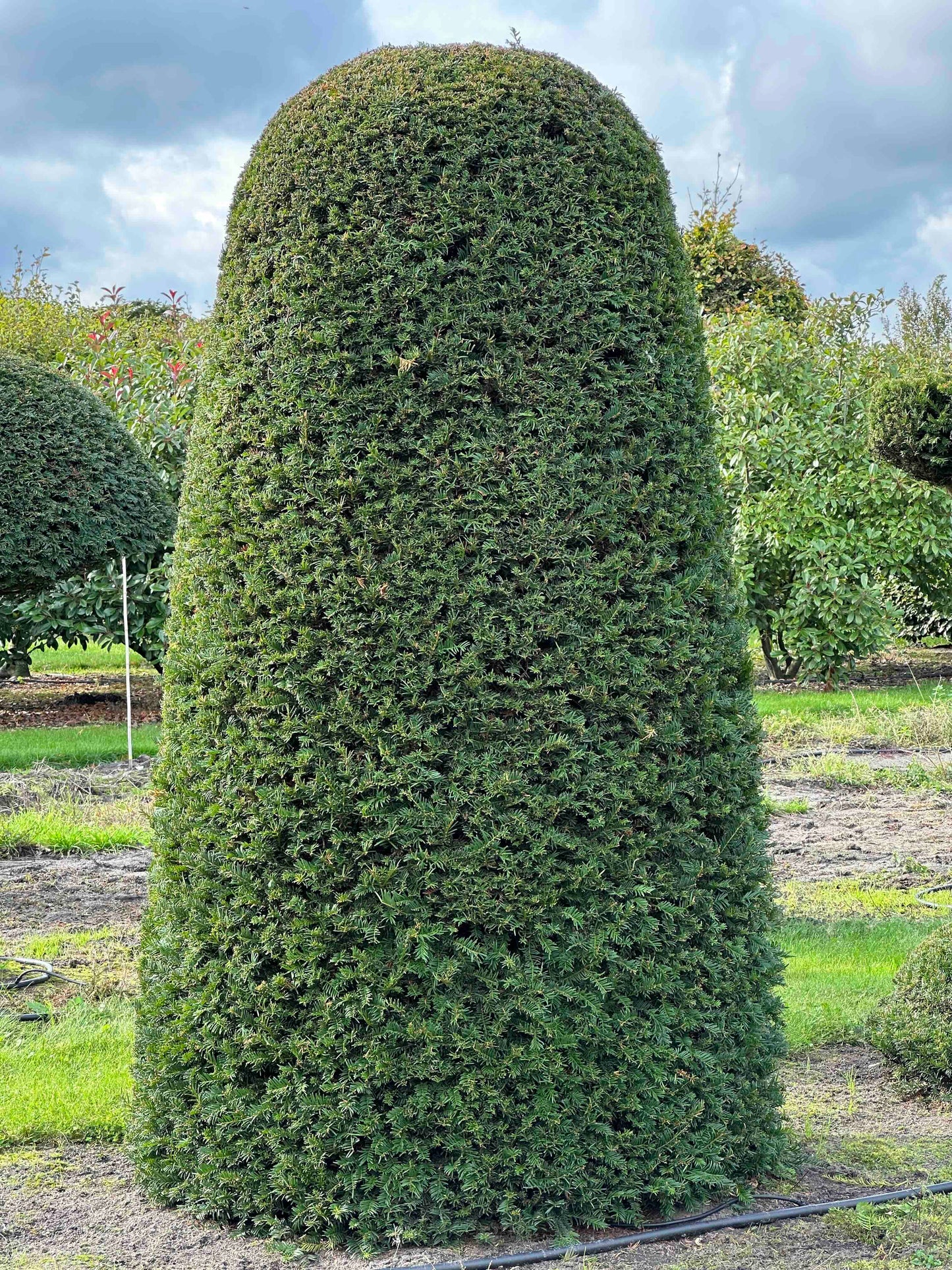 TB TOPIARY #319