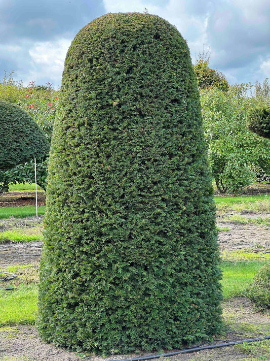 TB TOPIARY #319