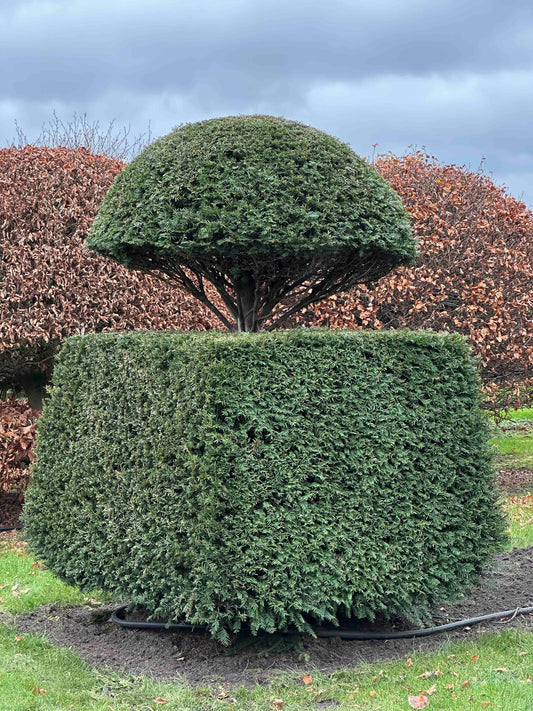 TB TOPIARY #355