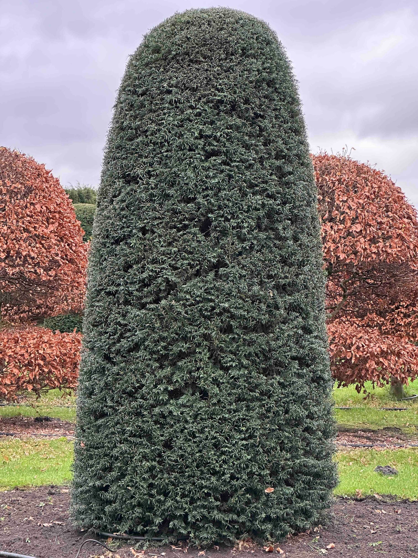 TB TOPIARY #371
