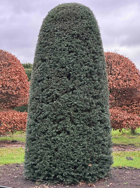 TB TOPIARY #371