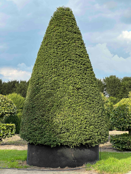 TB TOPIARY #524