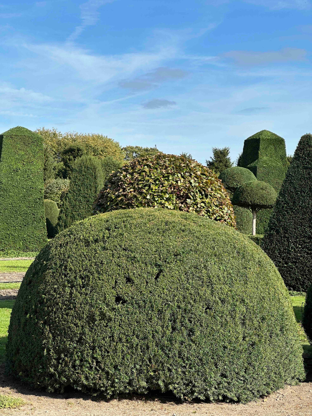 TB TOPIARY #526