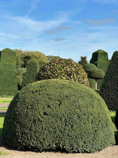 TB TOPIARY #526