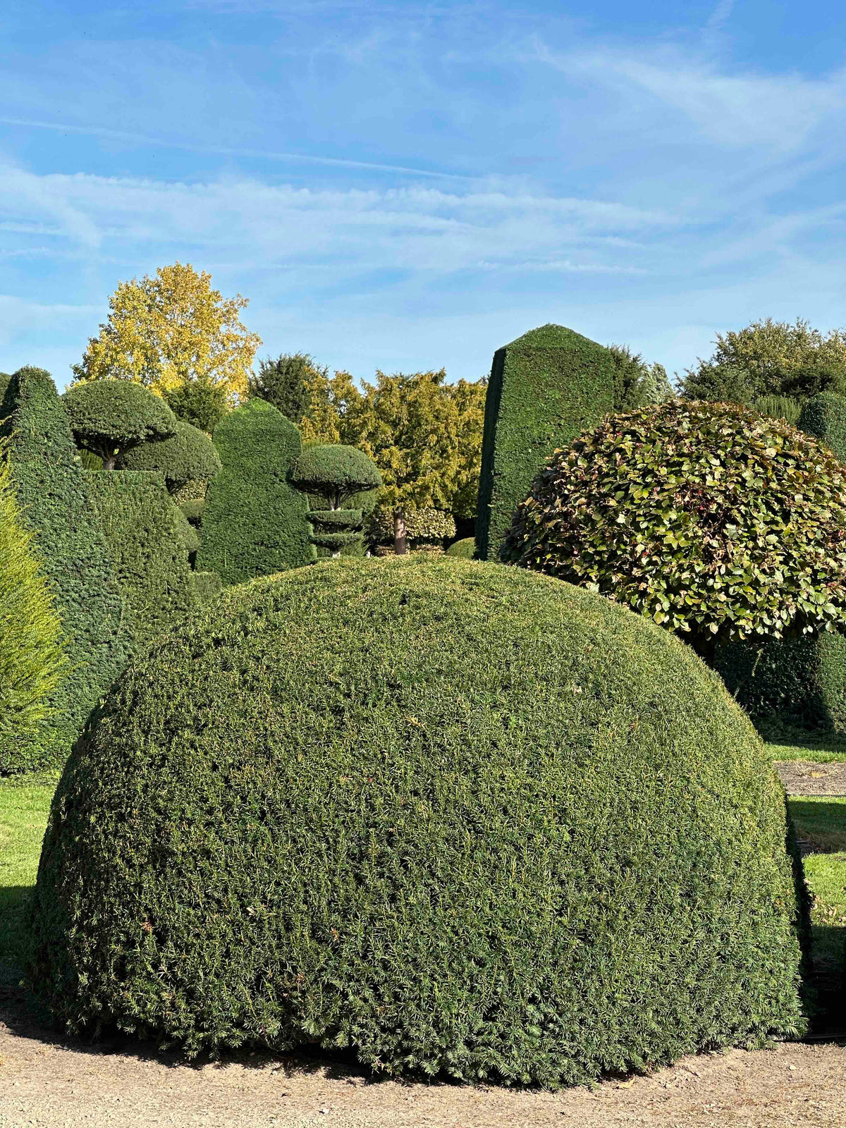 TB TOPIARY #526
