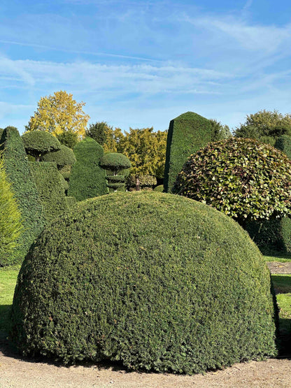 TB TOPIARY #526