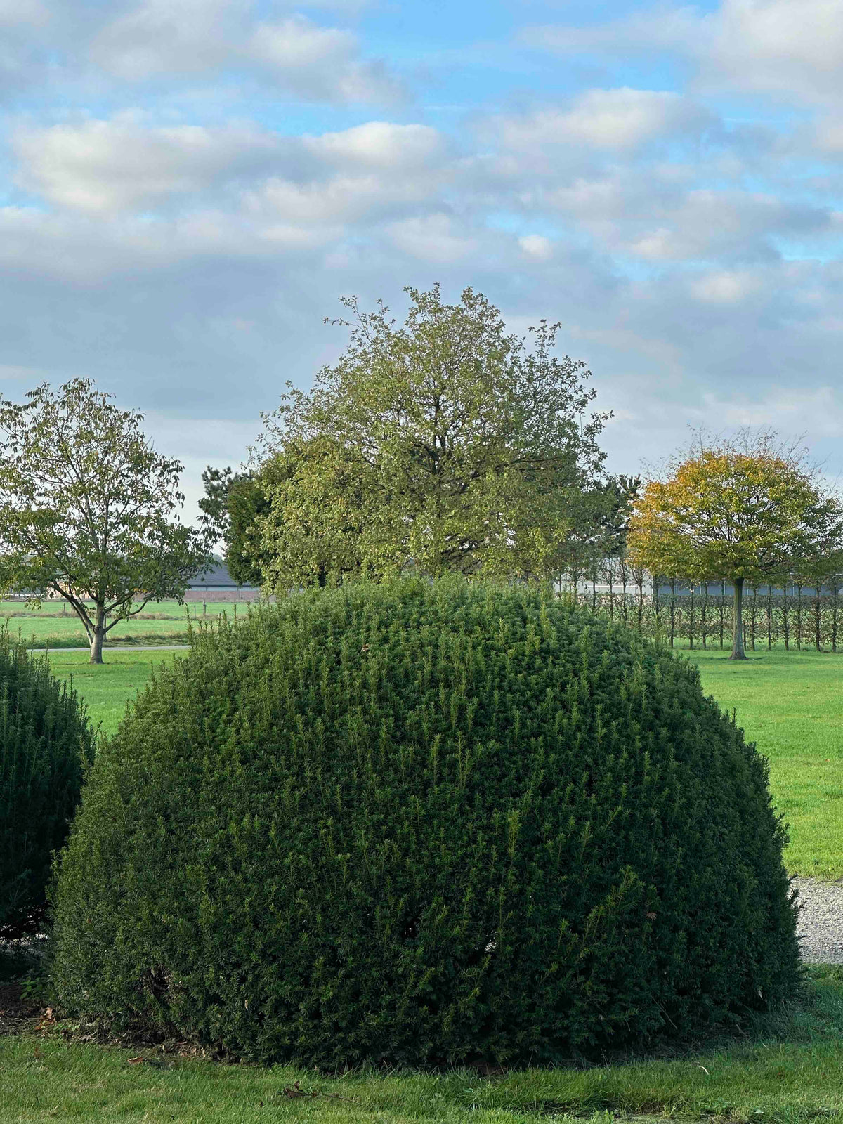 TB TOPIARY #526