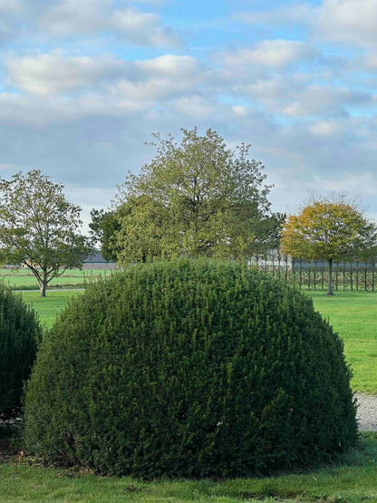 TB TOPIARY #526