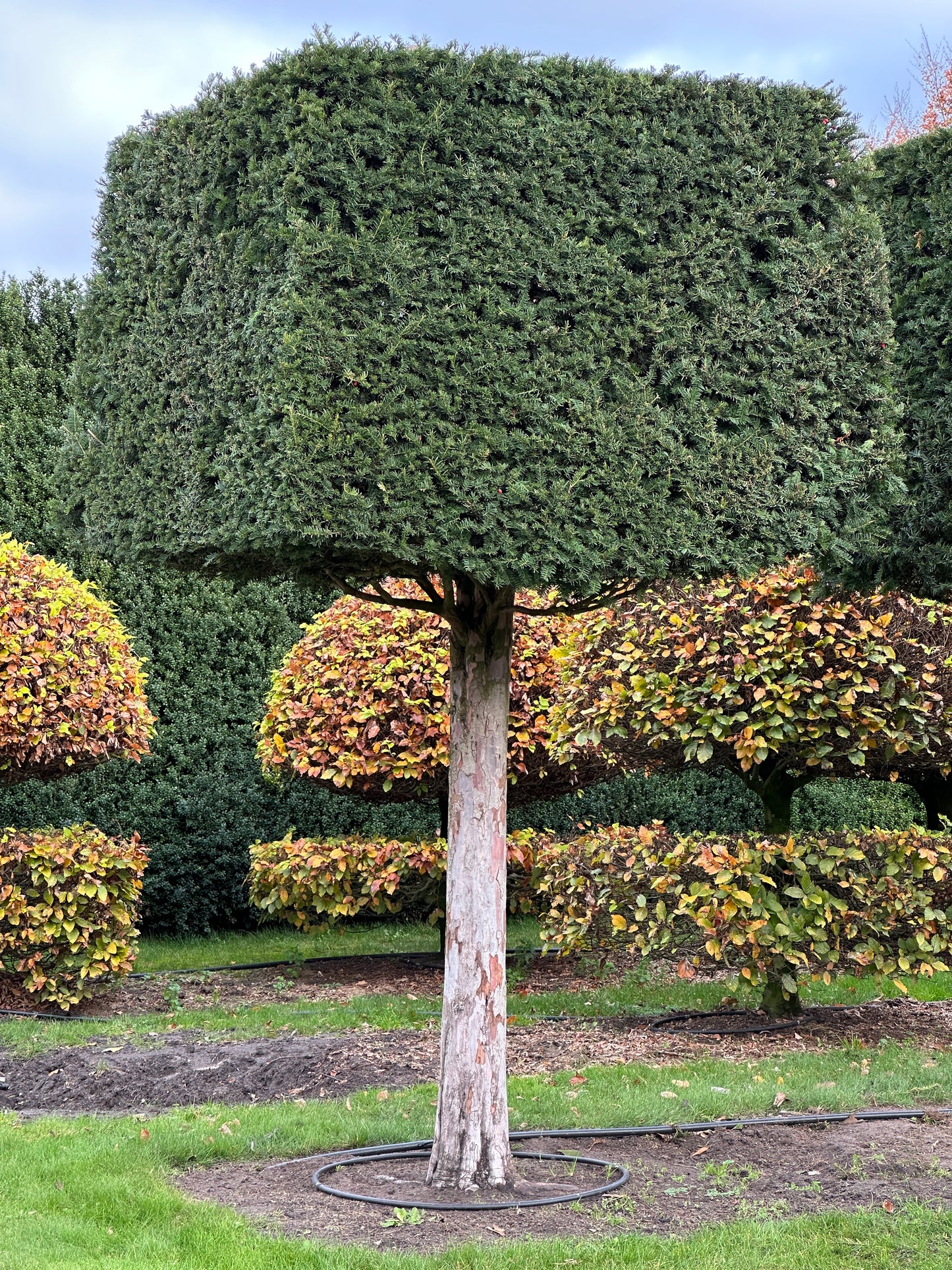 TB TOPIARY #553