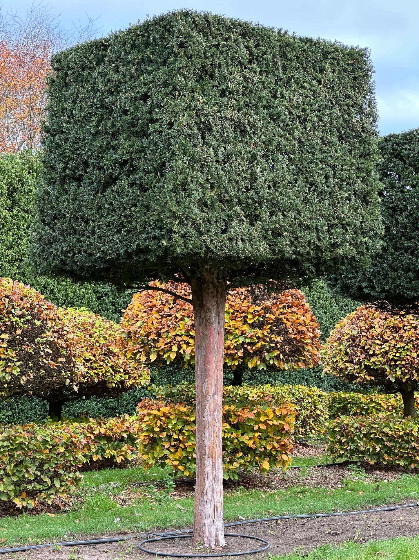 TB TOPIARY #559