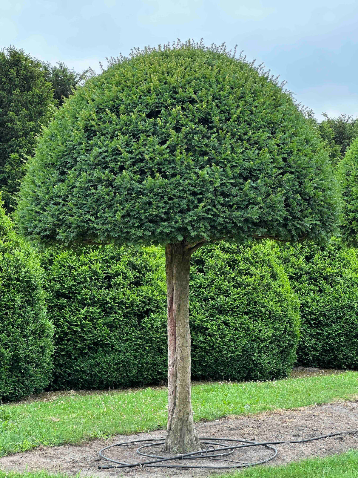 TB TOPIARY #588