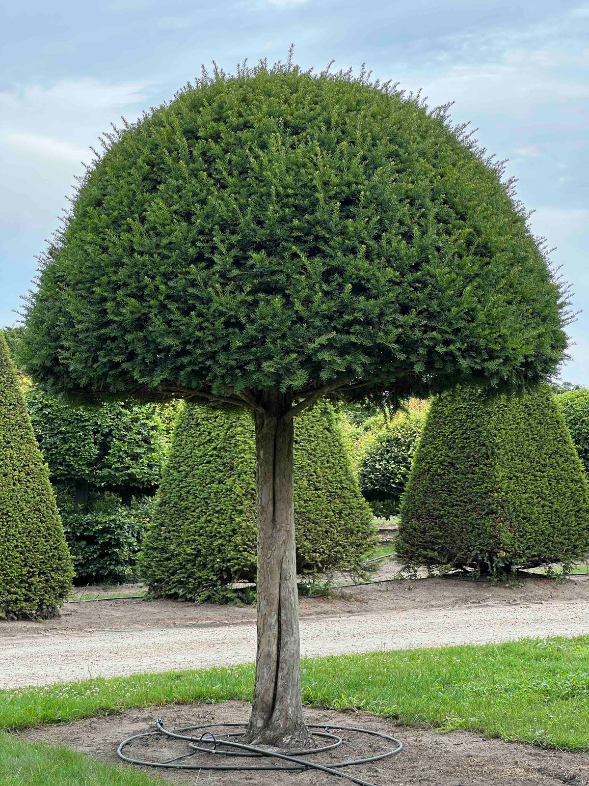 TB TOPIARY #588