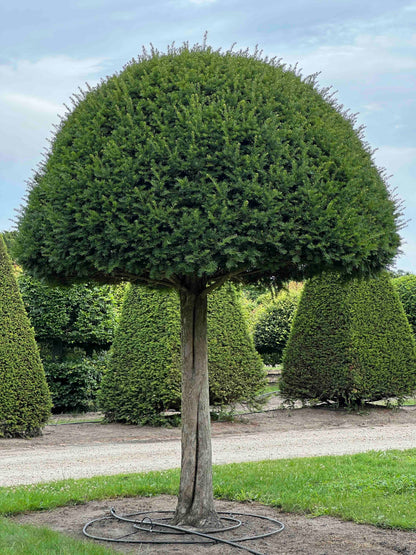 TB TOPIARY #588