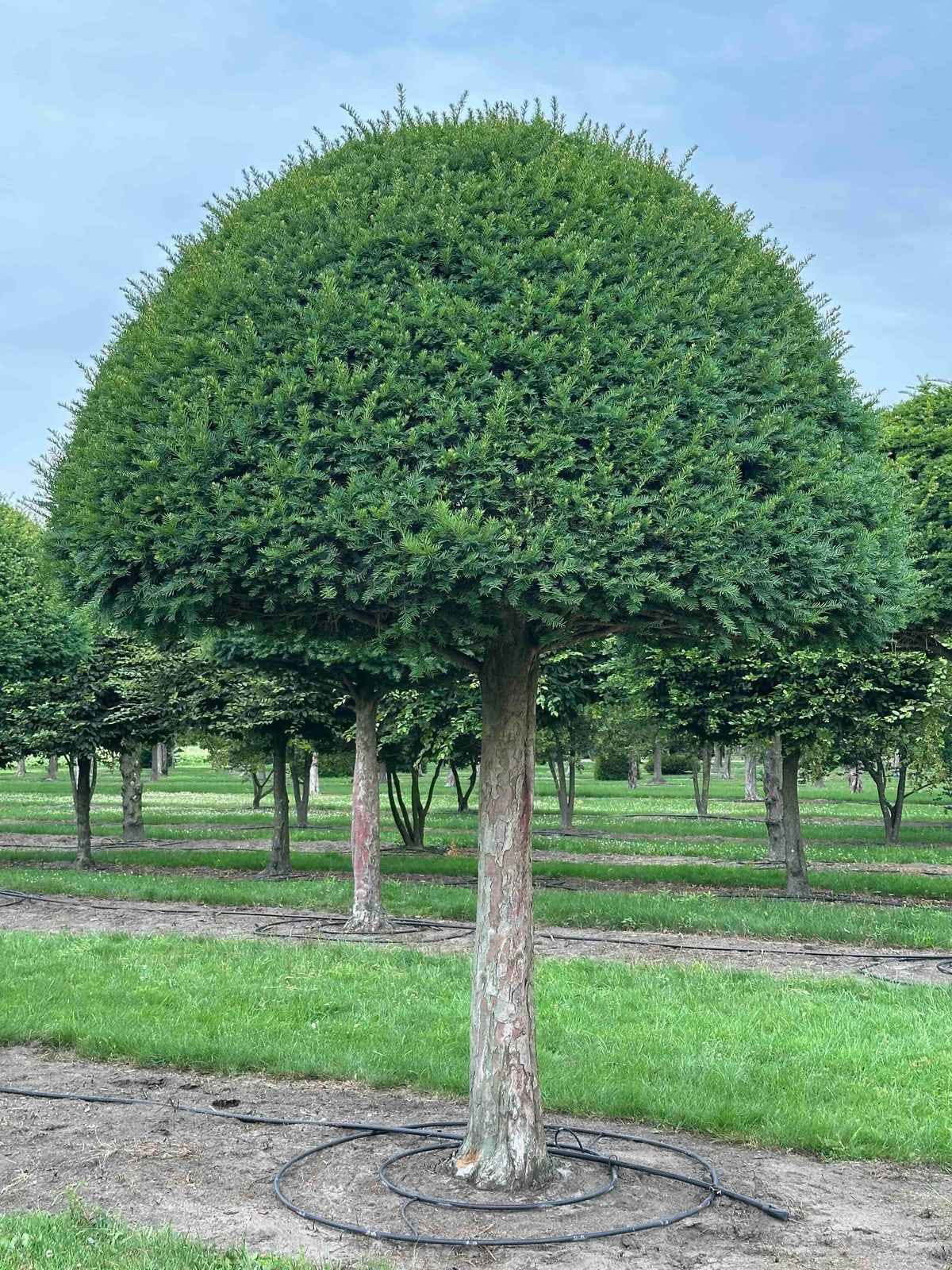 TB TOPIARY #588
