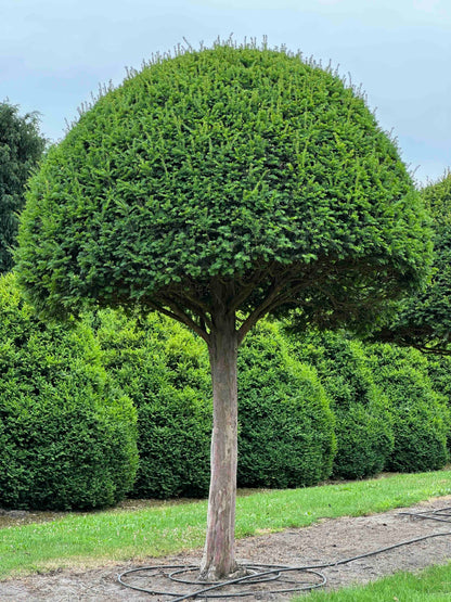 TB TOPIARY #589