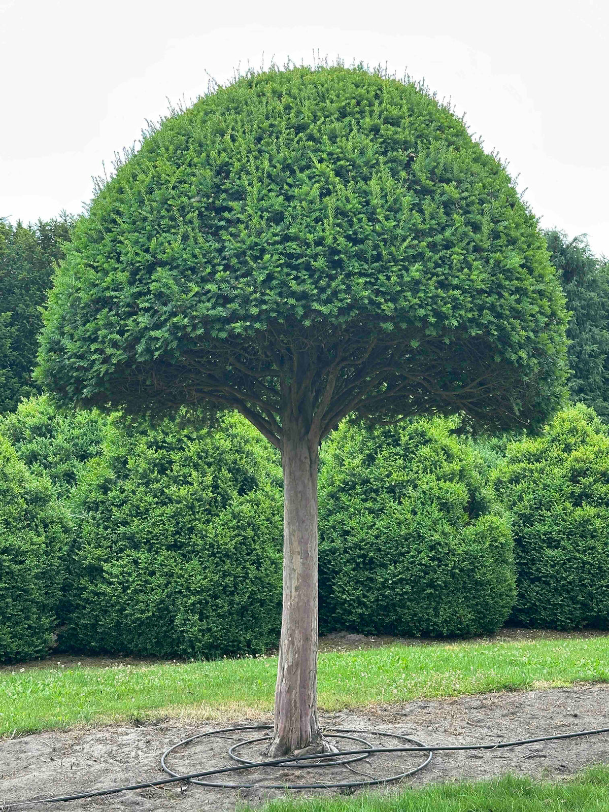 TB TOPIARY #589