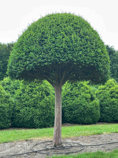 TB TOPIARY #589