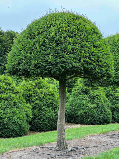TB TOPIARY #591
