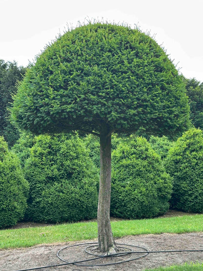 TB TOPIARY #591