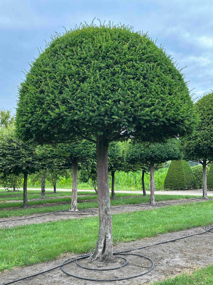 TB TOPIARY #591