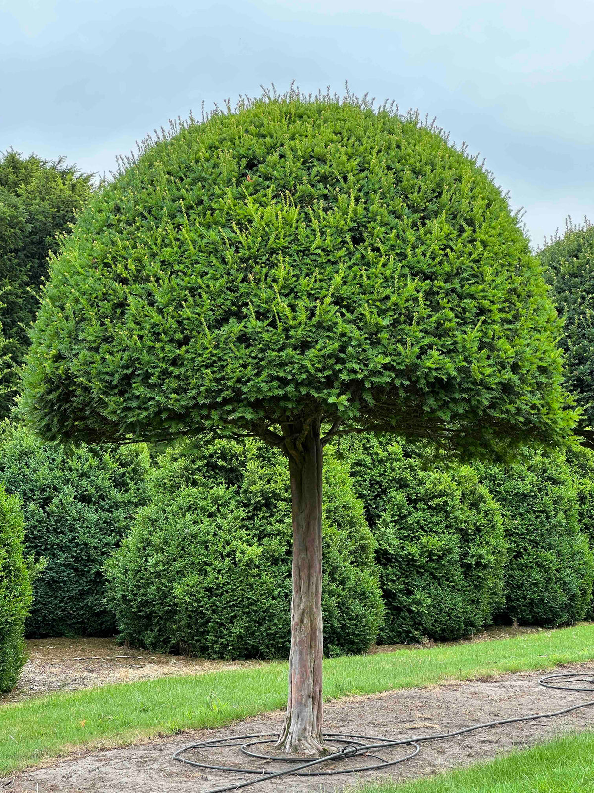 TB TOPIARY #592