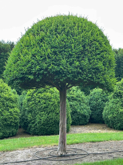 TB TOPIARY #592