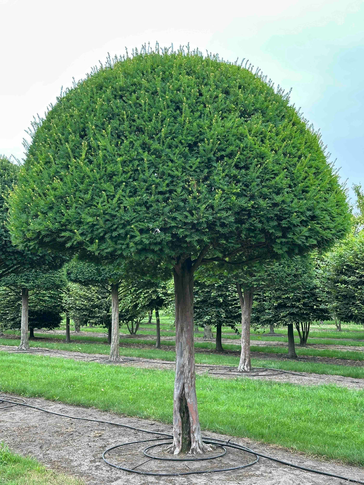 TB TOPIARY #592