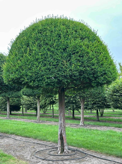 TB TOPIARY #592