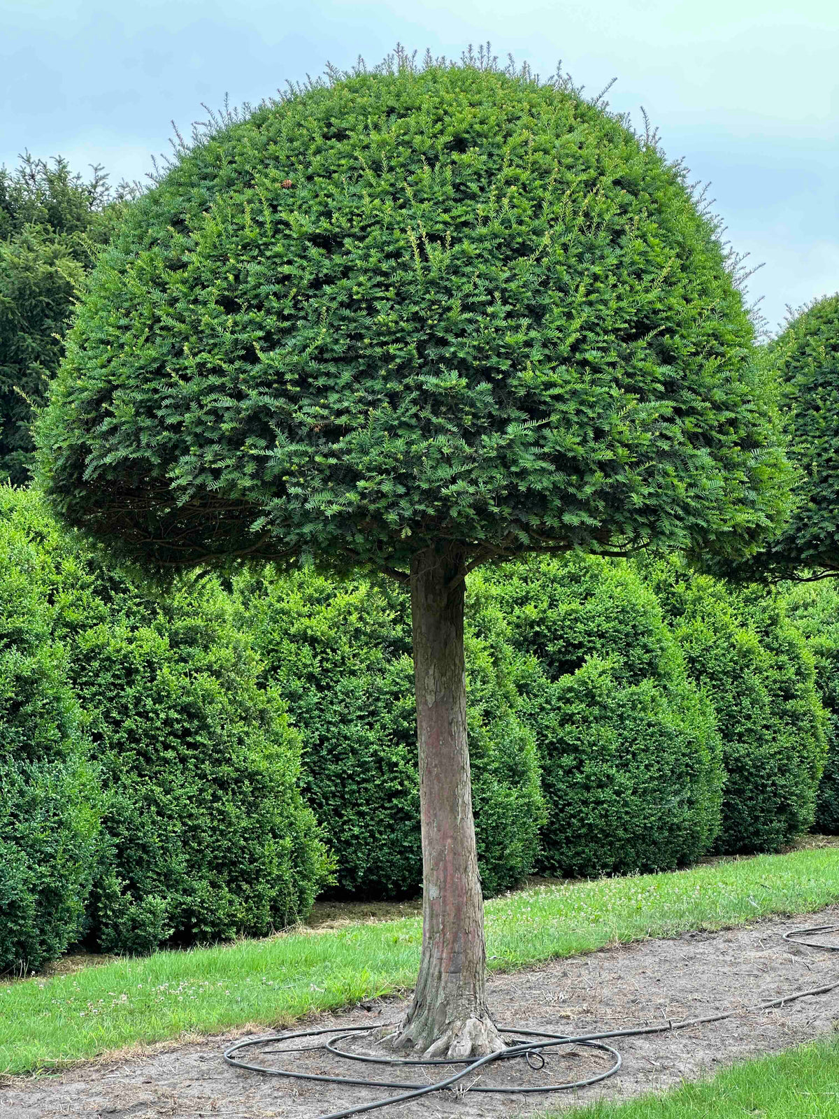 TB TOPIARY #594