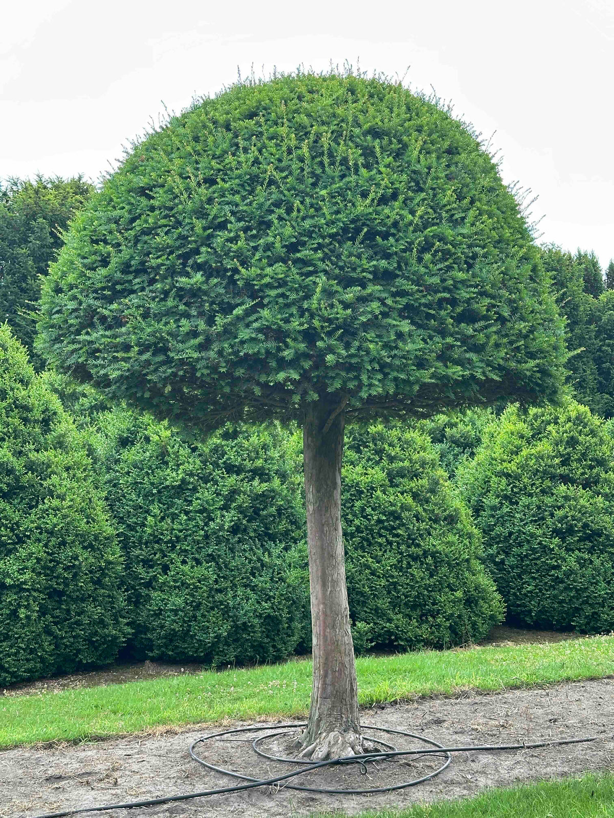 TB TOPIARY #594