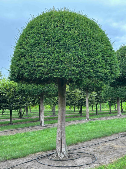TB TOPIARY #594