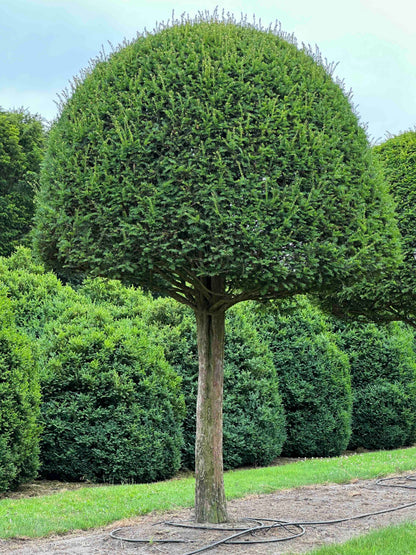 TB TOPIARY #596