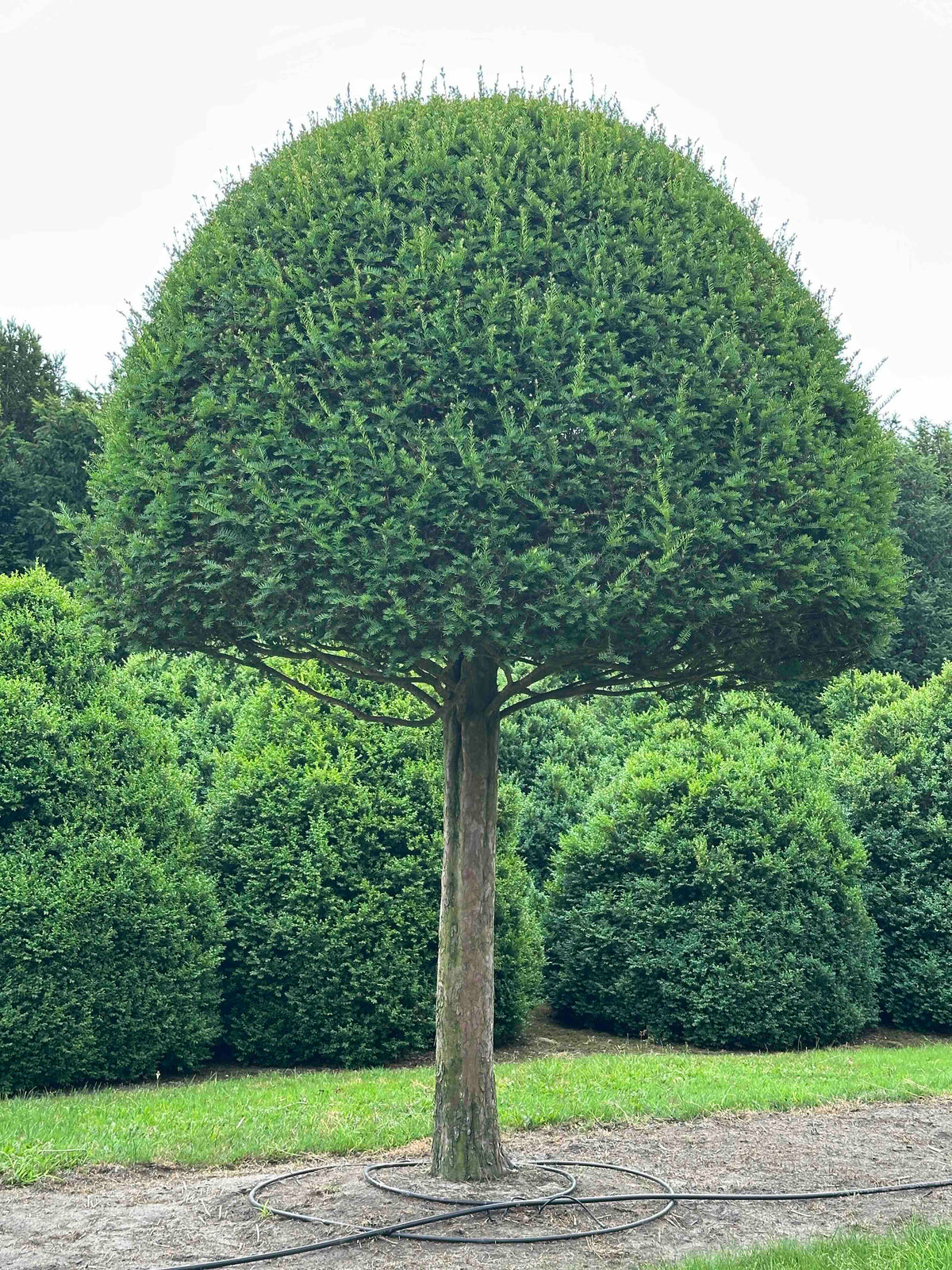 TB TOPIARY #596